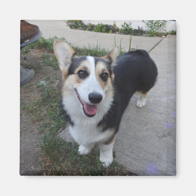 Add your Pet's Photo to this    Magnet (Front)