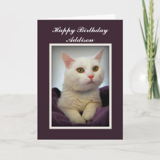 Addison Happy Birthday White Cat Card