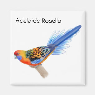 Adelaide Rosella Parrot Magnet