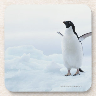 Adelie penguin, Antarctica Coaster