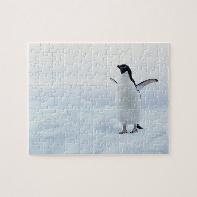 Adelie penguin, Antarctica Jigsaw Puzzle (Horizontal)