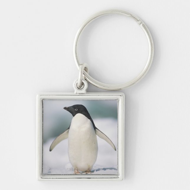 Adelie penguin, close-up key ring (Front)