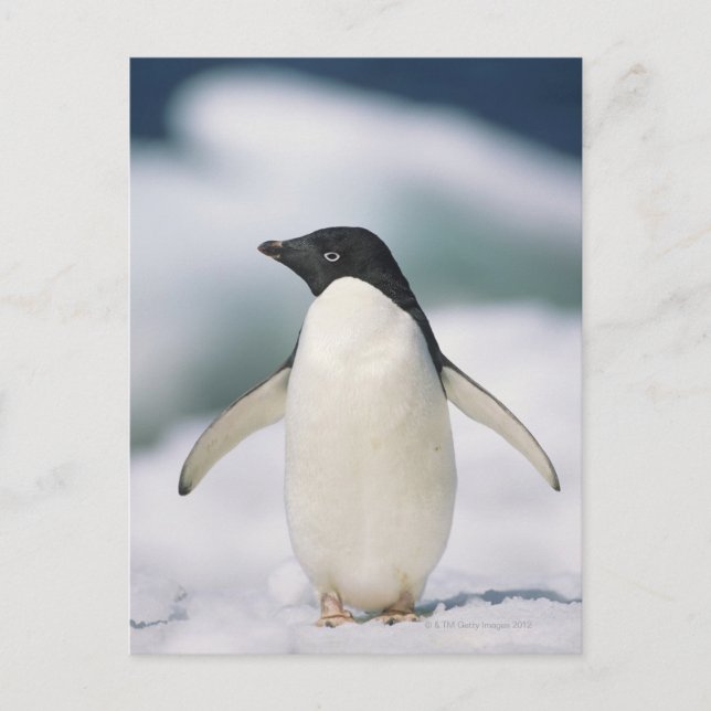 Adelie penguin, close-up postcard (Front)