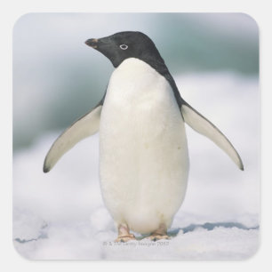 Adelie penguin, close-up square sticker