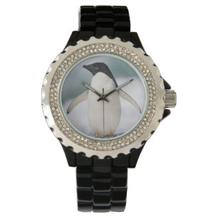 Adelie penguin, close-up watch