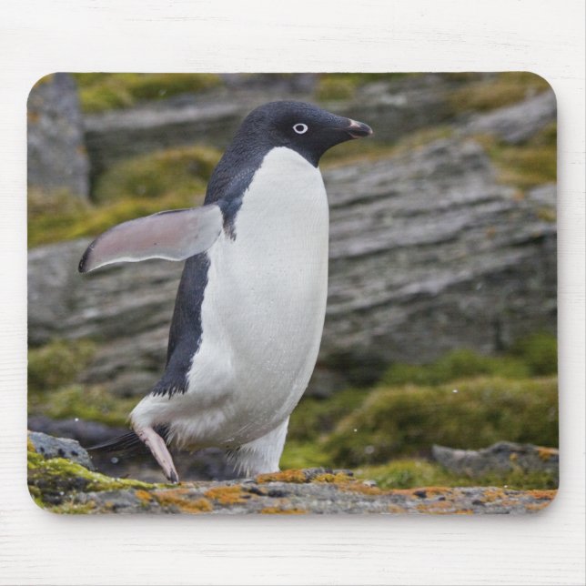 Adelie Penguin Mousemat (Front)