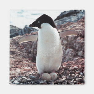 Adelie Penguin Nest Magnet