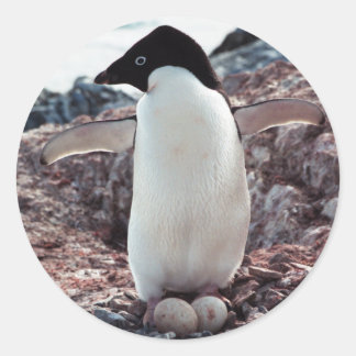 Adelie Penguin Nest Sticker
