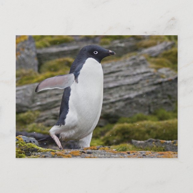 Adelie Penguin Postcard (Front)