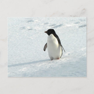 Adelie Penguin Postcard