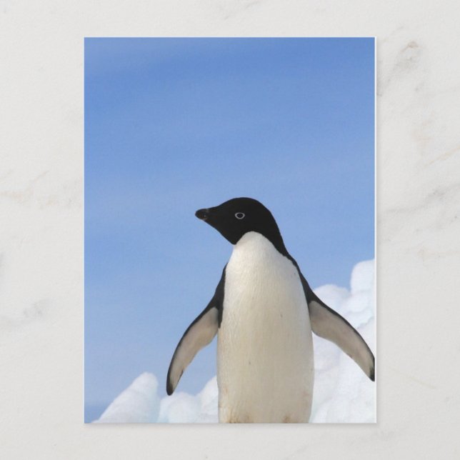 Adelie Penguin Postcard (Front)