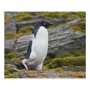 Adelie Penguin Print