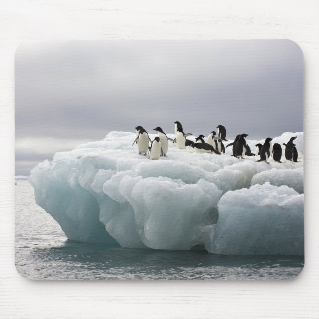 Adelie Penguin Pygoscelis adeliae), Mouse Mat (Front)
