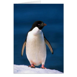 Adelie Penguins