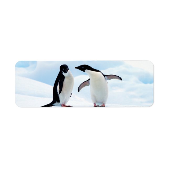 Adelie Penguins (Front)