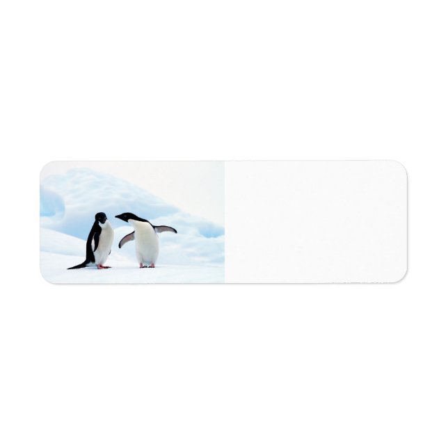 Adelie Penguins (Front)