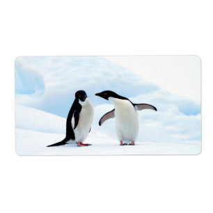 Adelie Penguins