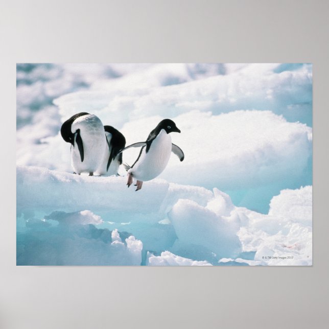 Adelie Penguins | Antarctica Poster (Front)