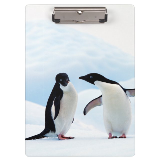 Adelie Penguins Clipboard (Front)
