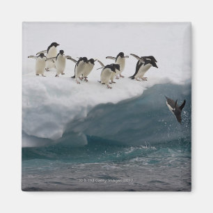 Adelie Penguins diving into sea Paulette Magnet
