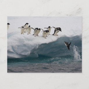 Adelie Penguins diving into sea Paulette Postcard