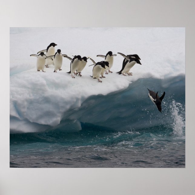Adelie Penguins diving into sea Paulette Poster (Front)