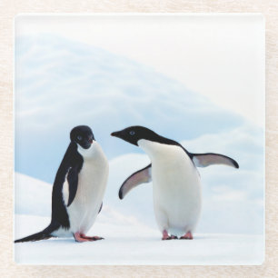 Adelie Penguins Glass Coaster