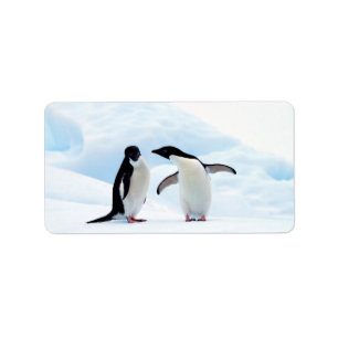 Adelie Penguins Label