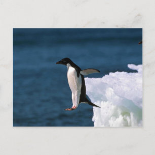 Adelie Penguins Leaping From An Iceberg Postcard