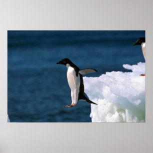 Adelie Penguins Leaping From An Iceberg Poster