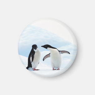 Adelie Penguins Magnet