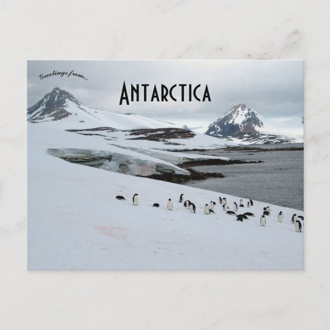 Adelie Penguins on Horseshoe Island Antarctica Postcard (Front)