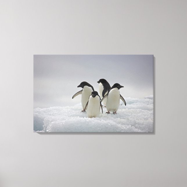 Adelie Penguins on Ice Flows Canvas Print (Front)