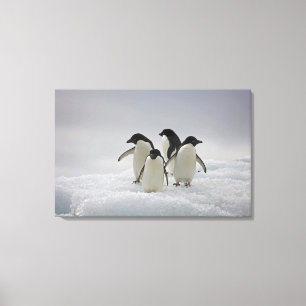 Adelie Penguins on Ice Flows Canvas Print