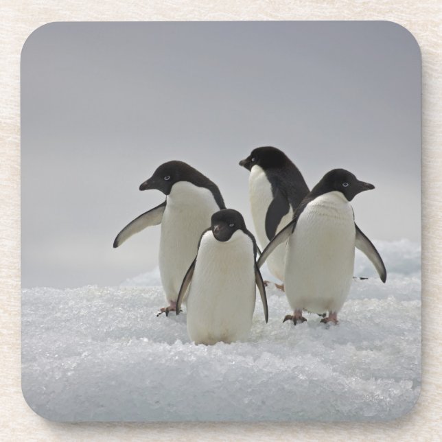 Adelie Penguins on Ice Flows Coaster (Front)