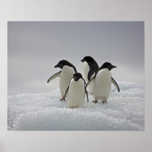 Adelie Penguins on Ice Flows Poster