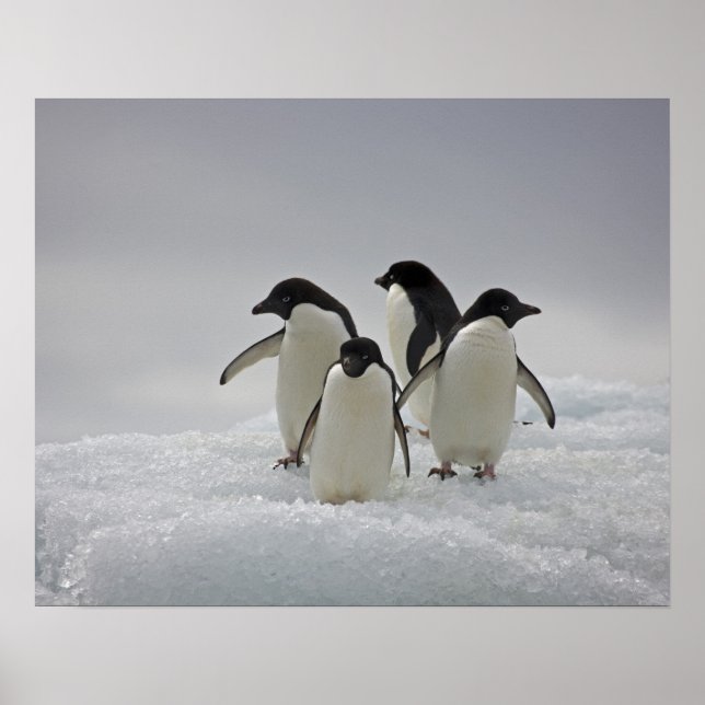 Adelie Penguins on Ice Flows Poster (Front)