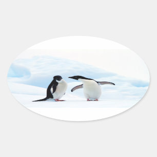 Adelie Penguins Oval Sticker