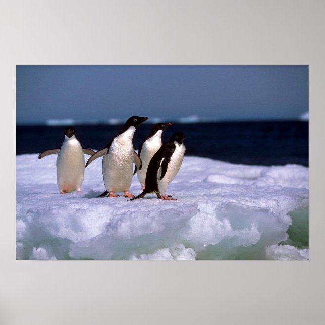 Adelie Penguins Poster (Front)