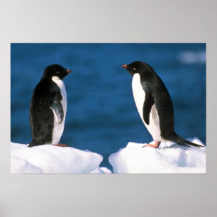 Adelie Penguins Poster