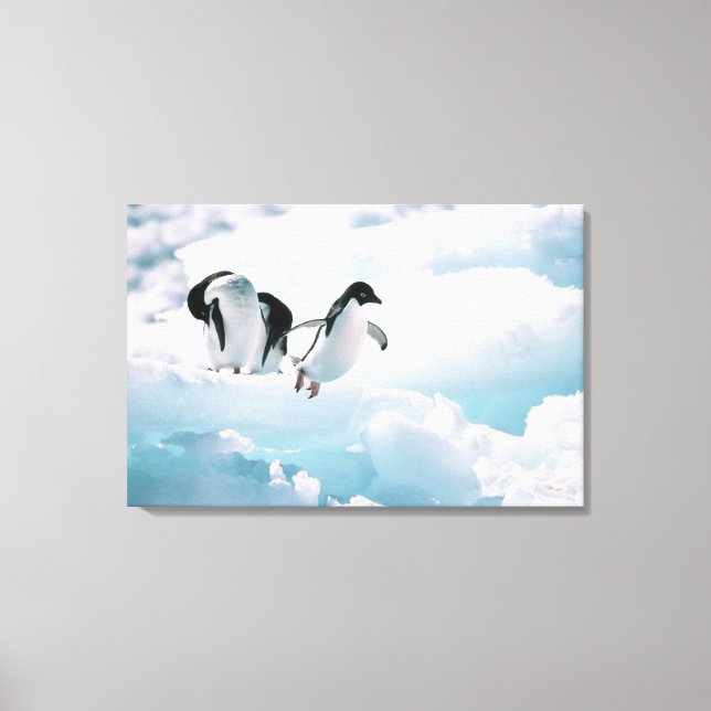 Adelie penguins (pygoscelis adeliae) Antarctica Canvas Print (Front)