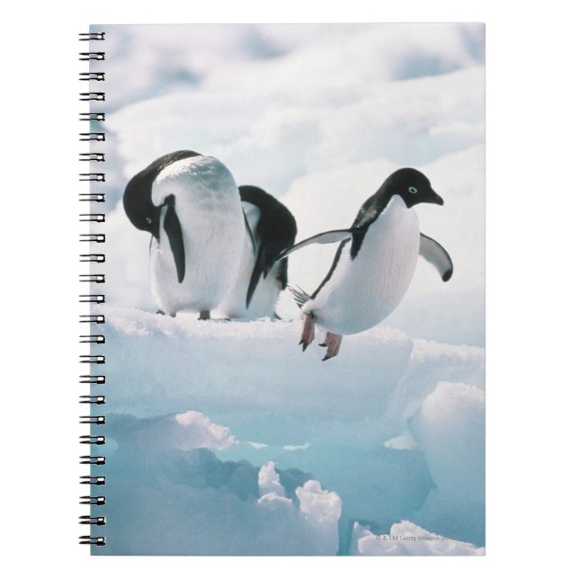 Adelie penguins (pygoscelis adeliae) Antarctica Notebook (Front)