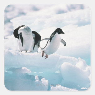 Adelie penguins (pygoscelis adeliae) Antarctica Square Sticker