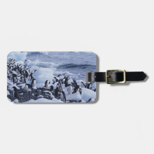 Adelie Penguins Pygoscelis adeliae Luggage Tag