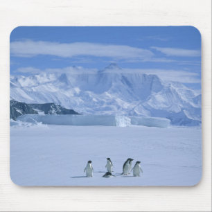 Adelie Penguins, Pygoscelis adeliae), Mouse Mat
