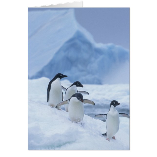 Adelie Penguins (Pygoscelis adeliae) on ice, (Front)