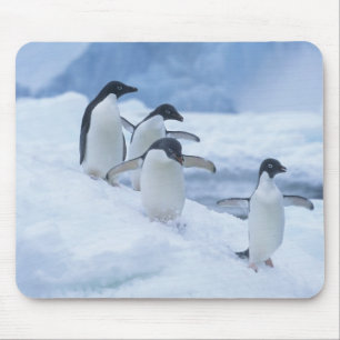 Adelie Penguins (Pygoscelis adeliae) on ice, Mouse Mat