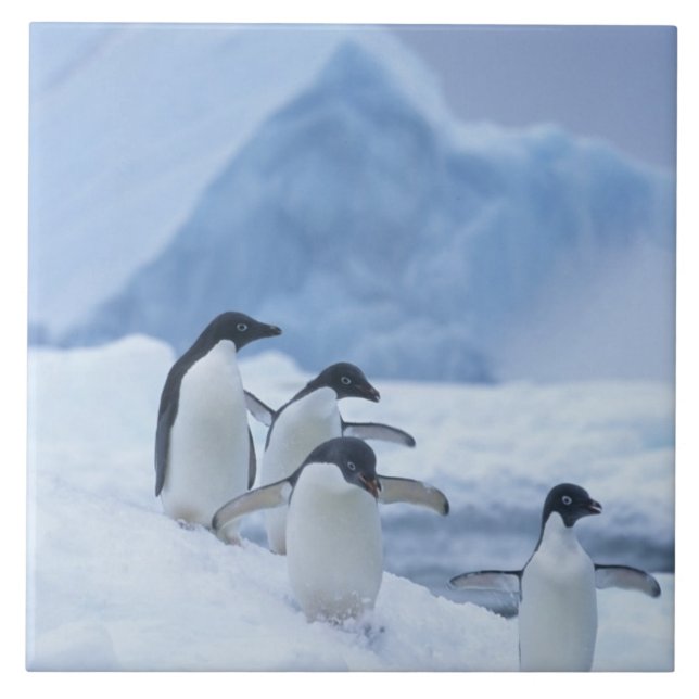 Adelie Penguins (Pygoscelis adeliae) on ice, Tile (Front)