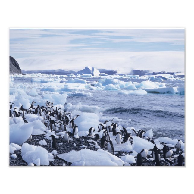 Adelie Penguins Pygoscelis adeliae Photo Print (Front)