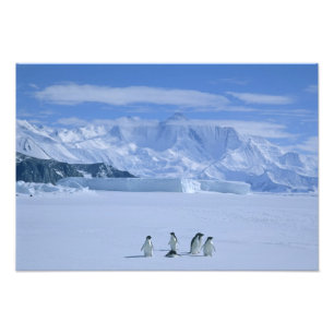 Adelie Penguins, Pygoscelis adeliae), Photo Print